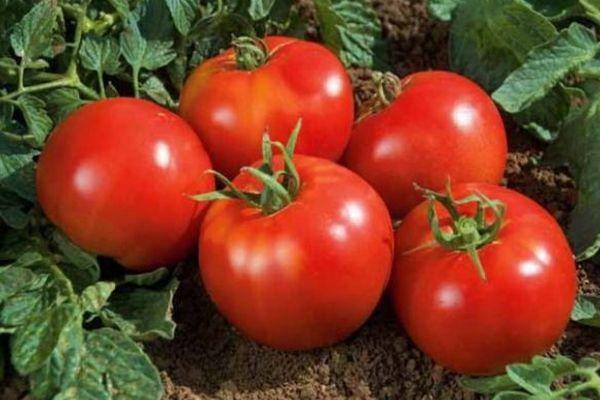 Какие сорта томатов лучше всего выращивать в Самарской области