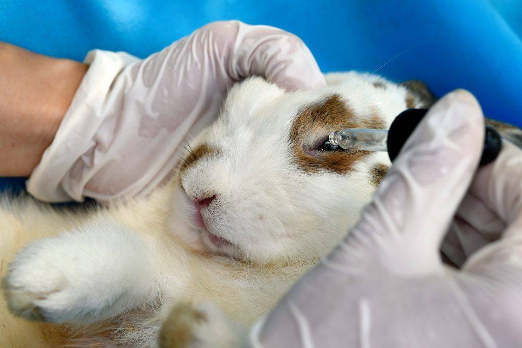 Геморрагическая болезнь у кроликов