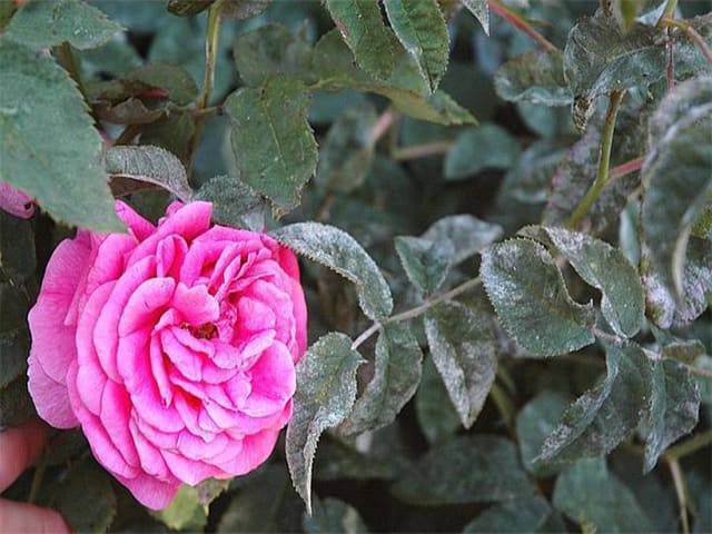 Мучнистая роса на розах – как защитить любимые цветы