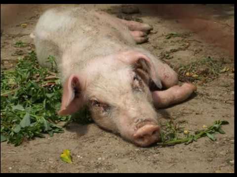 Какие болезни бывают у домашних свиней