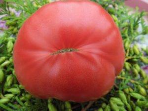 Описание и характеристика сорта томатов «дикая роза» с фото