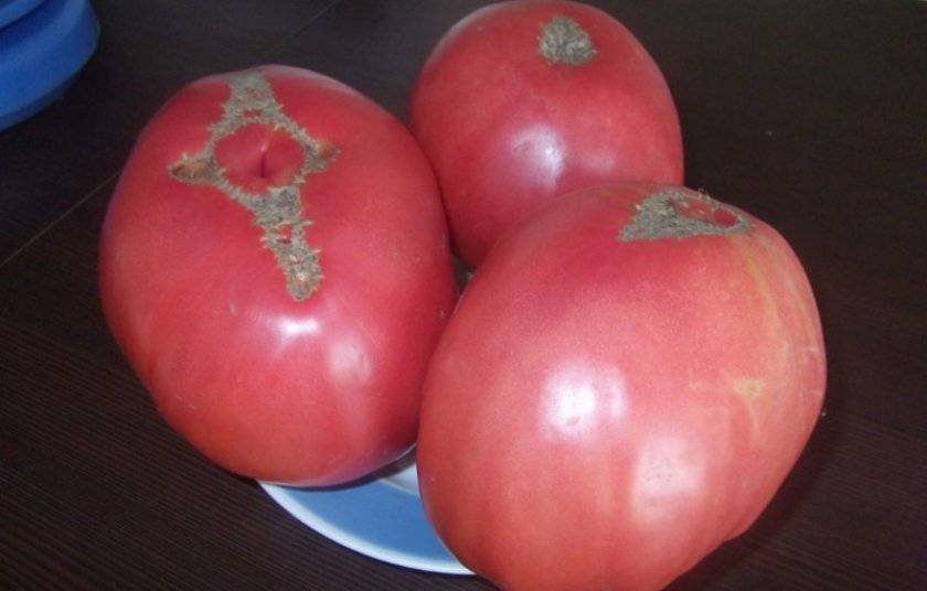 Описание сорта томата жемчужина сибири и его характеристики