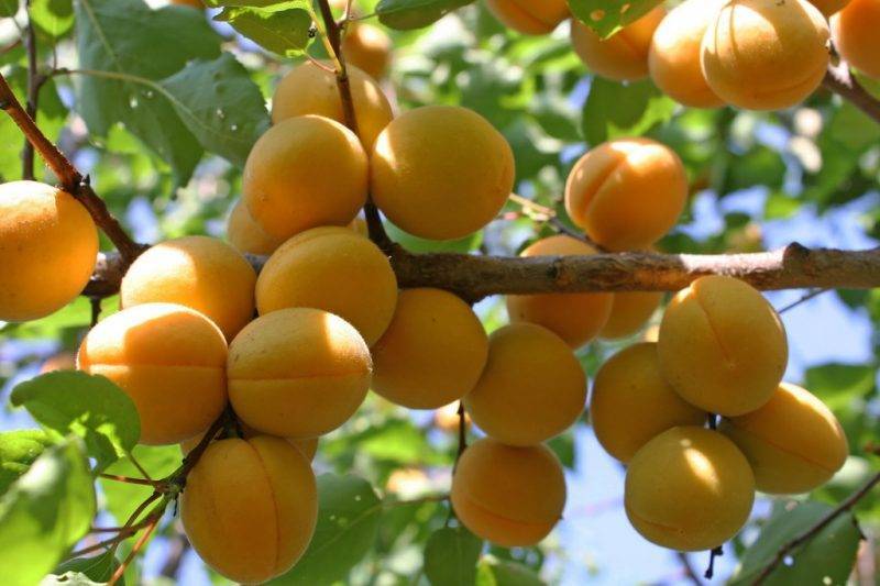 Абрикос ульянихинский – ароматная сладость вашего сада