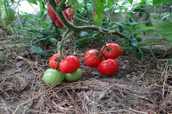 Яблонька россии – томат российских селекционеров для «ленивых»