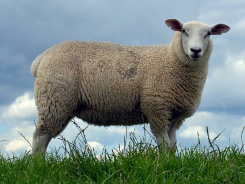 Овца и баран: в чём отличие?
