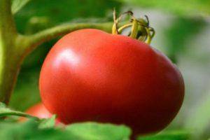 Сказка на вашем участке — томат «царевна лягушка»: отзывы и рекомендации по правильному выращиванию