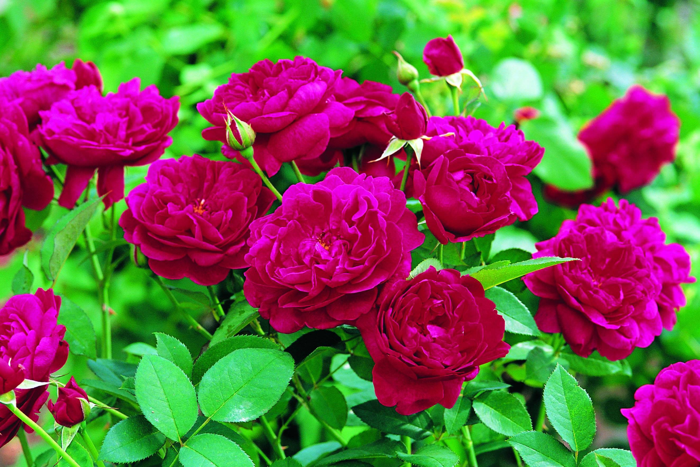 Секреты осеннего ухода за розами: подкормки, полив и обрезка. как подготовить розы к зиме: все способы укрытия многолетника