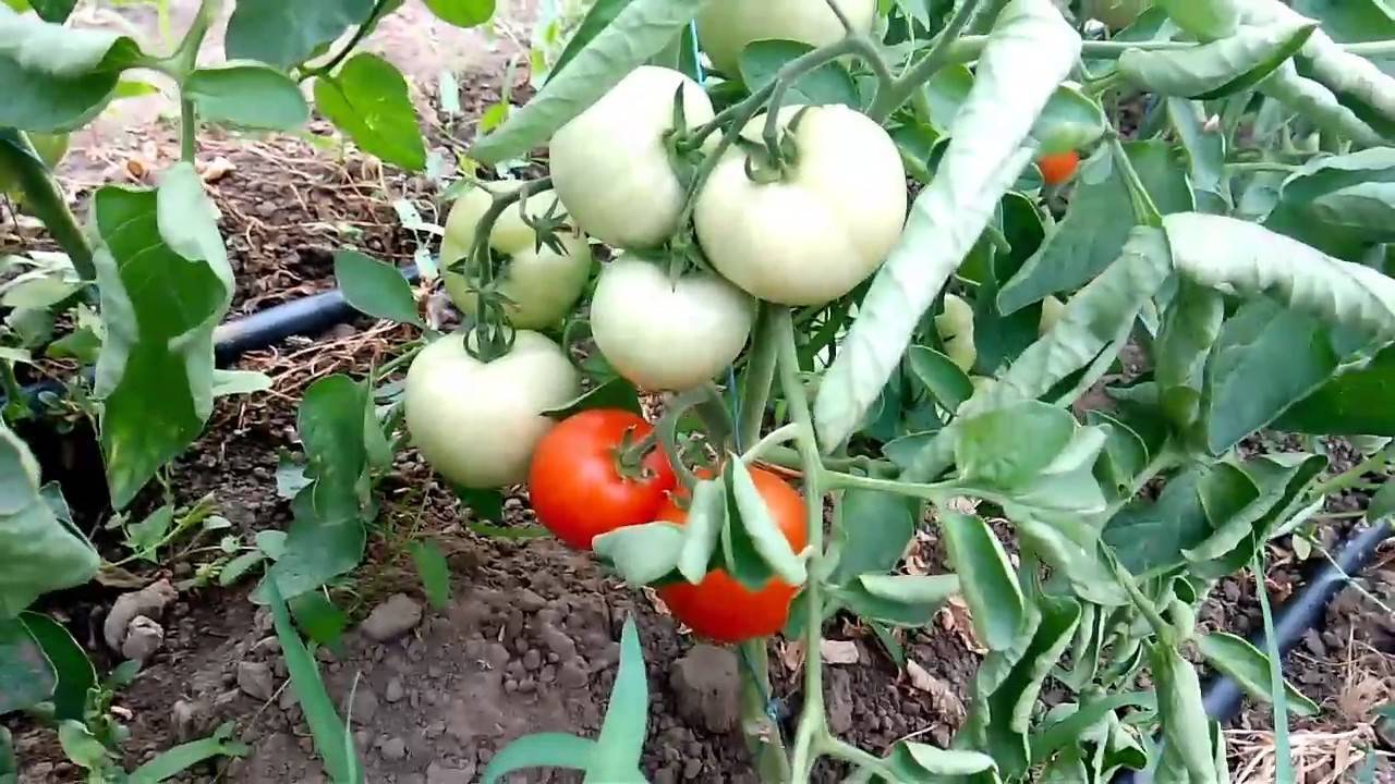 Описание сорта томата Победитель и его характеристики