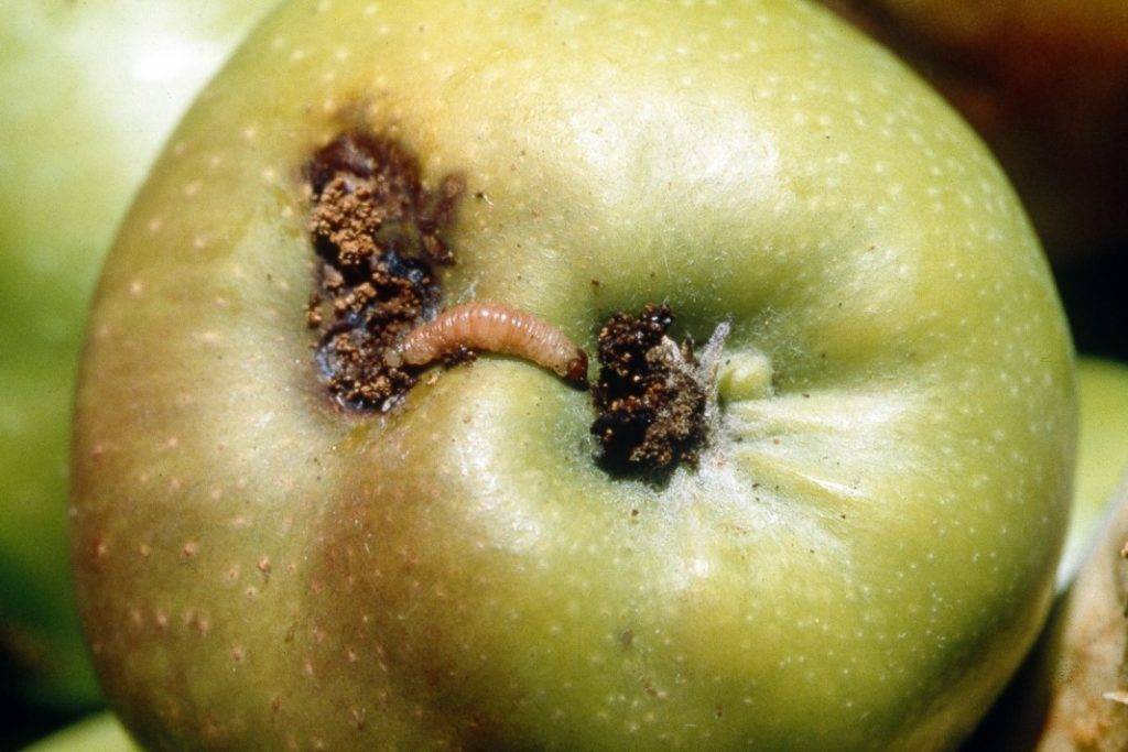 Обработка яблонь от вредителей
