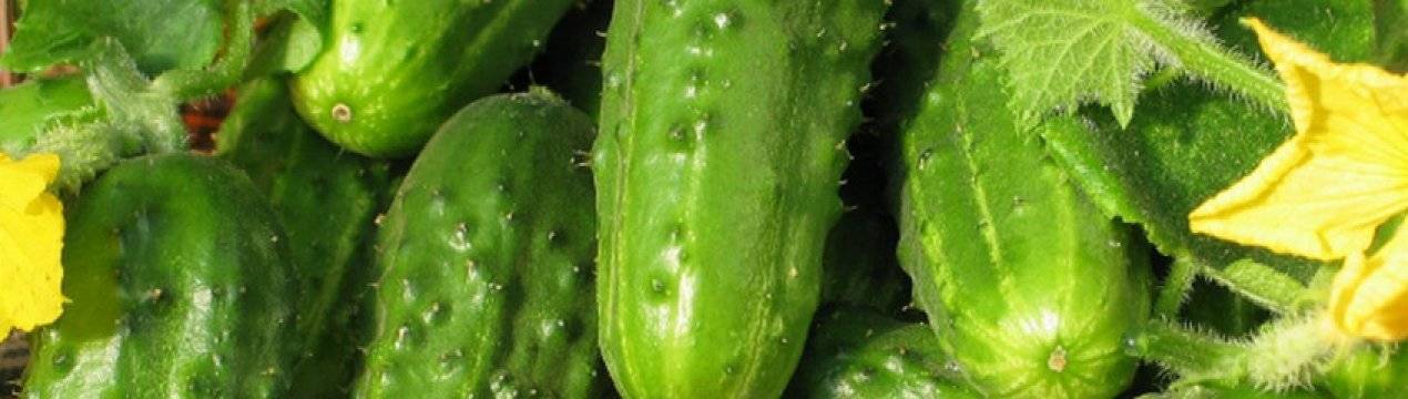 Огурец каролина f1: описание и характеристика сорта, урожайность с фото