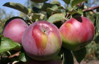 Описание и характеристики сорта яблони жигулевское, поэтапная посадка и уход