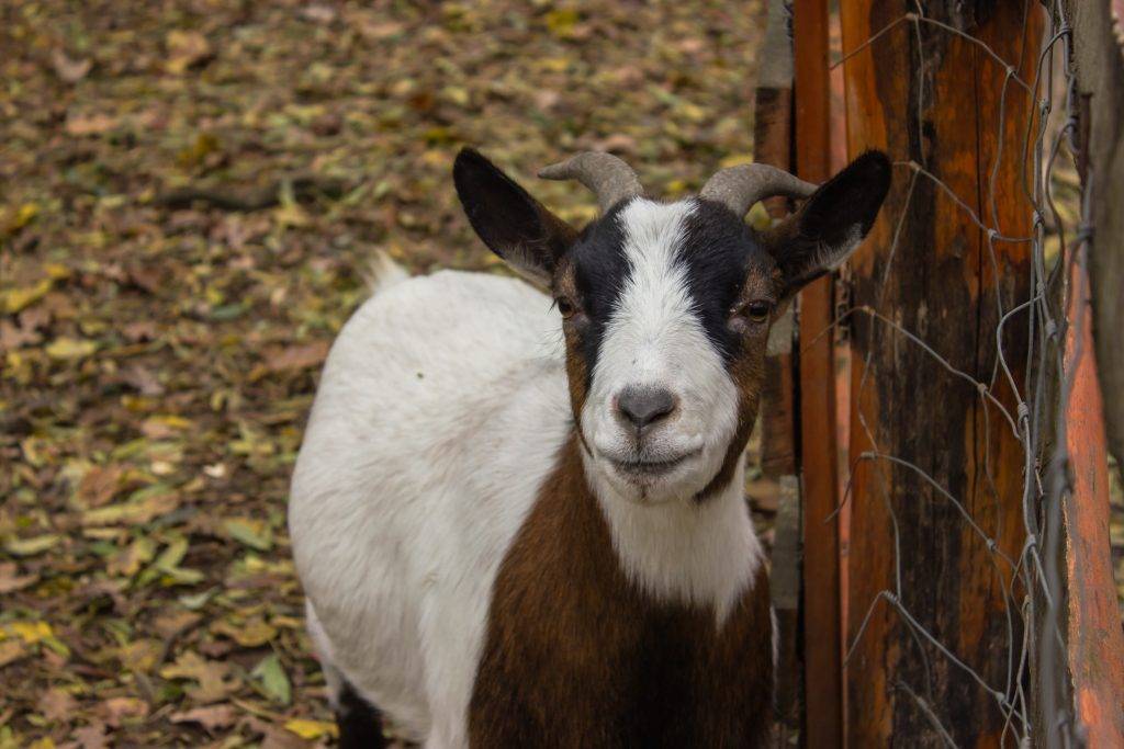 Мастит у коз – виды, признаки и лечение болезни