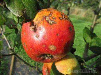 Почему яблоки (или груши) гниют прямо на дереве (это монилиоз): причины и что делать