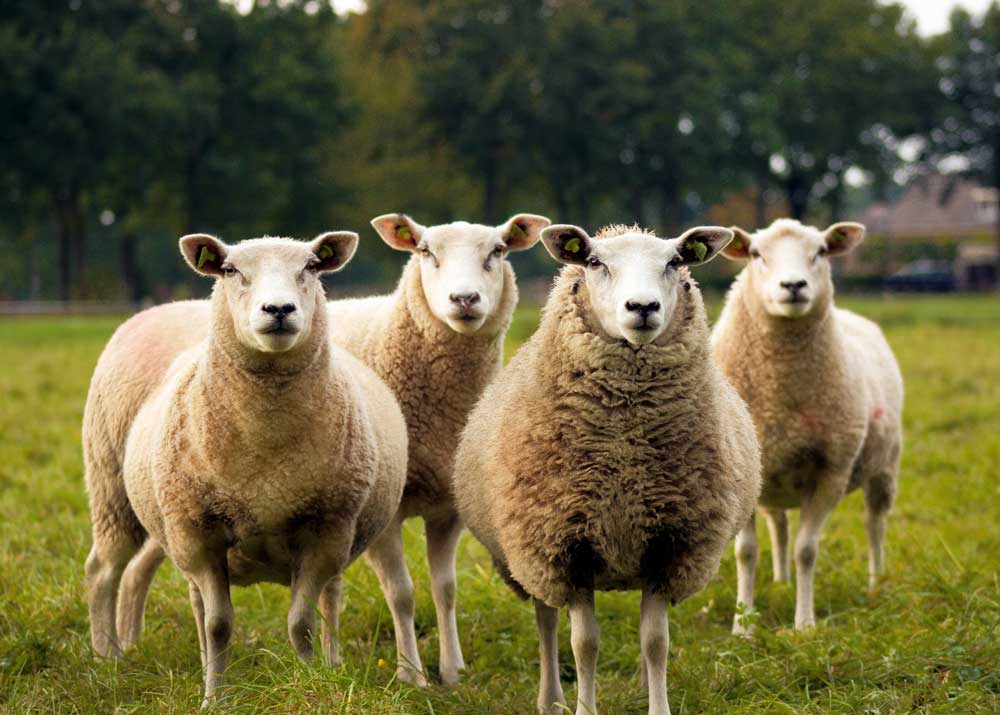 Что можно делать из овечьей шерсти, виды и классификация волокон