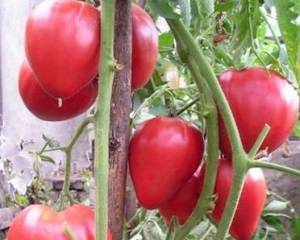 Характеристика и описание сорта томата Вельможа и его урожайность