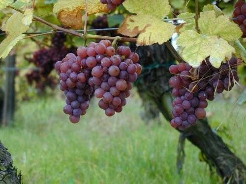 Черные сорта винограда: обзор лучших столовых и технических сортов, их вкусовые качества и характеристики