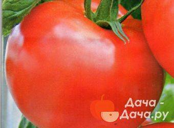 Сорт томата «праздничный f1» созданный для консервации: описание, характеристика, посев на рассаду, подкормка, урожайность, фото, видео и самые распространенные болезни томатов