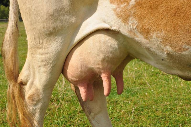 Симптомы и лечение уплотнений в вымени у коровы