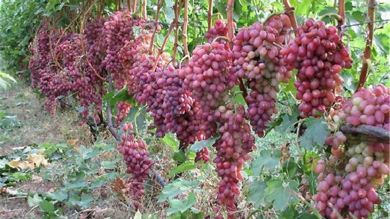 Как посадить и ухаживать за виноградом кишмиш лучистый