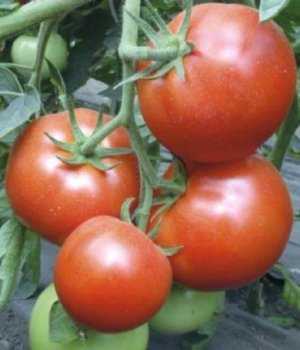 Томат красный крупный: характеристика, описание сорта, отзывы, урожайность