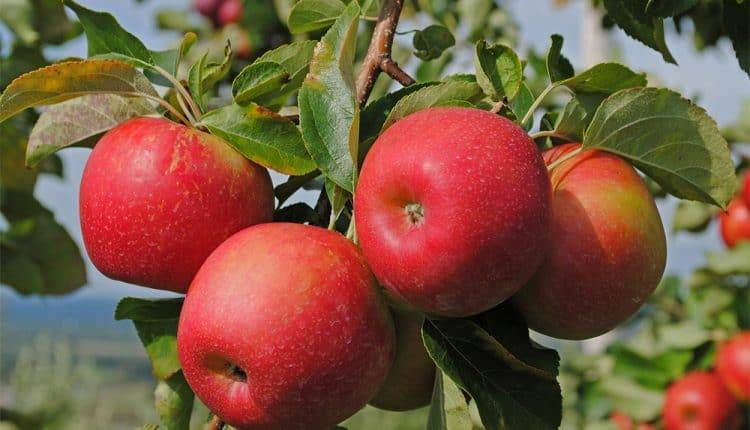 Описание основных видов древнейшего сорта яблони апорт
