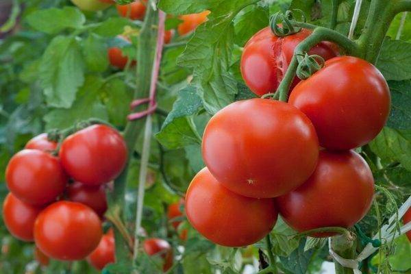 Урожайный коротышка: знакомьтесь – томат клуша!