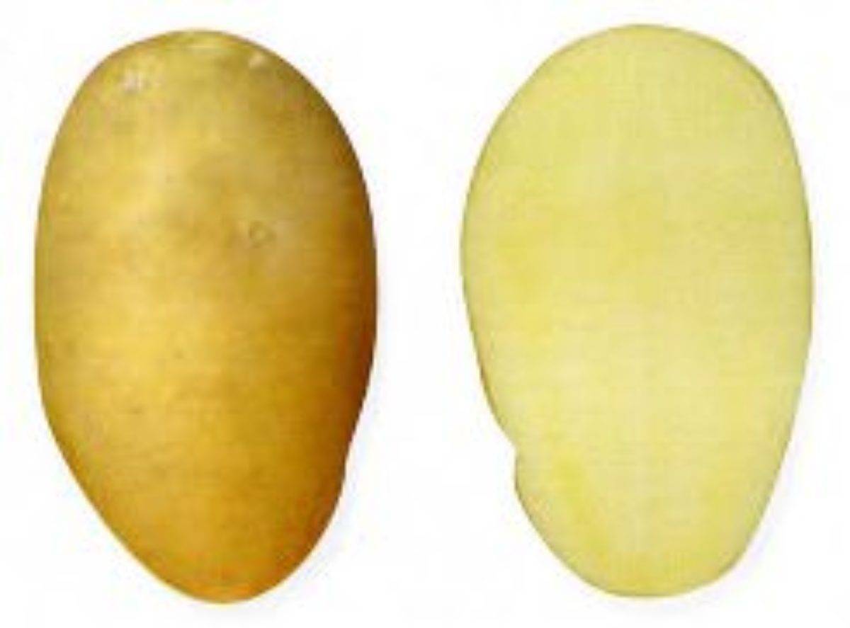 Описание картофеля сорта Тулеевский, посадка и уход