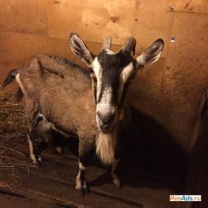 Тоггенбургская коза: описание породы, условия содержания и характеристики