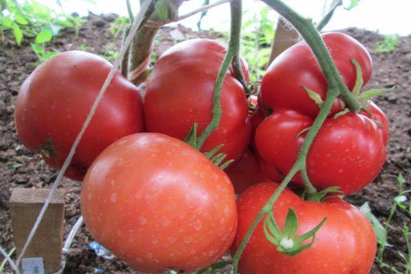 Томат «банан красный», описание сорта и характеристика урожайности помидора (фото)