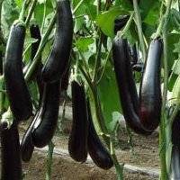 Характеристики и выращивание баклажана «черный красавец»