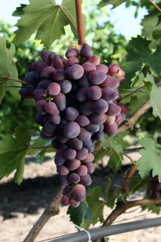 Виноград красотка: эффектный сорт, полностью соответствующий названию