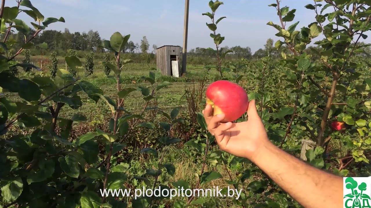 О яблоне экранное, характеристики сорта, агротехника выращивания, урожайность