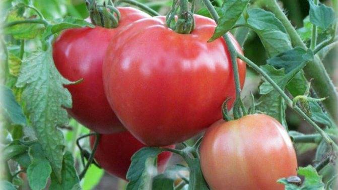 Сорт помидора «большая мамочка»: фото, отзывы, описание, характеристика, урожайность