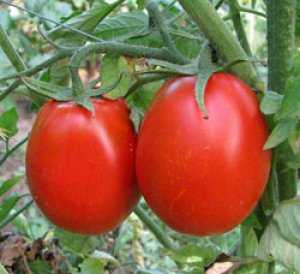 Характеристика и описание сорта томата московский скороспелый, его урожайность