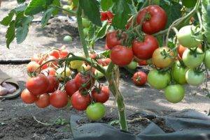 Описание сорта томата Алый фрегат f1, его характеристика и урожайность