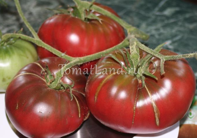 Описание сорта томата углерод (карбон), его характеристика и выращивание