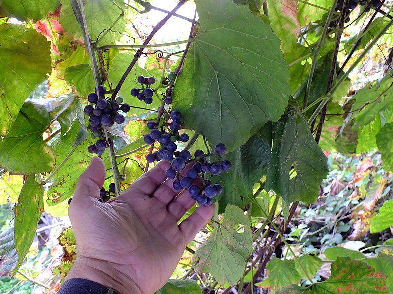 Описание и достоинства винограда сорта Кристалл, особенности посадки и ухода