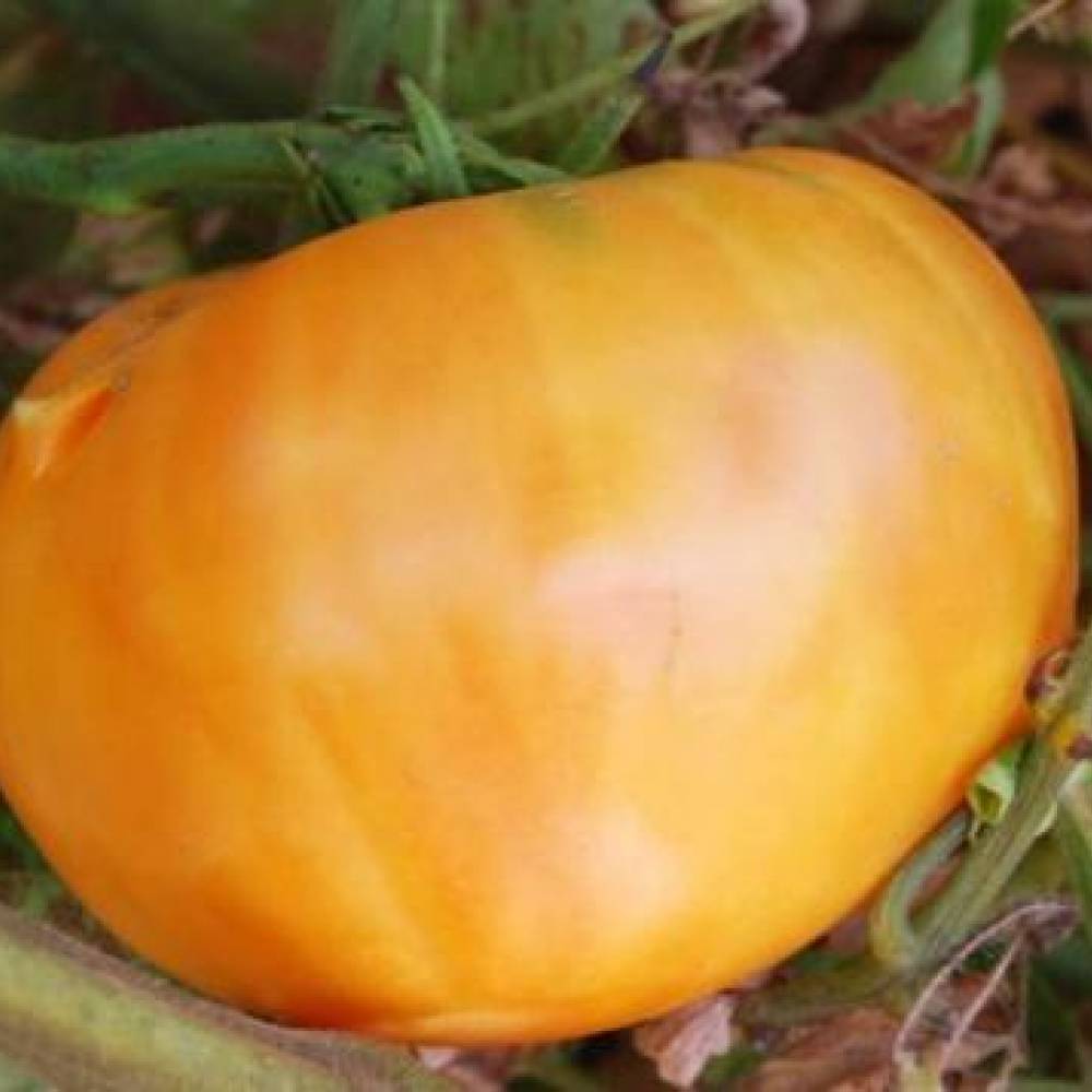 Описание сорта томата ананас, особенности выращивания и ухода