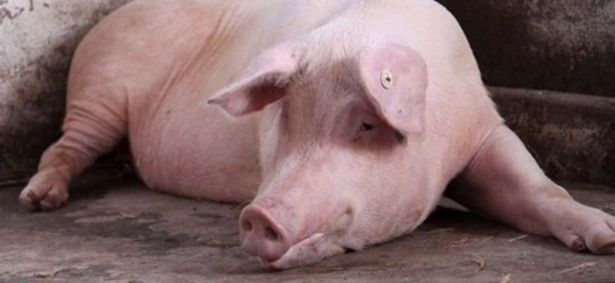 Обзор болезней свиней