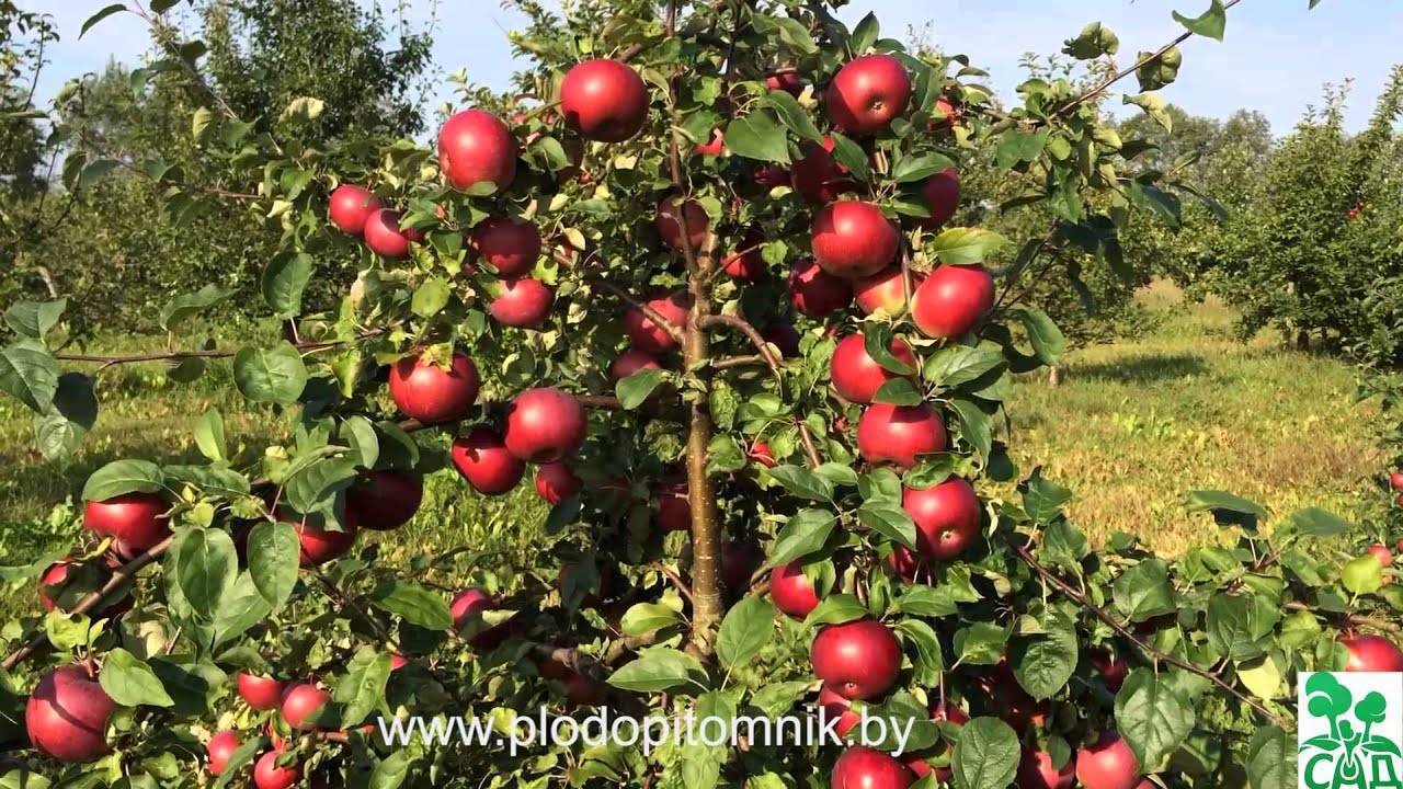 Сорт яблони белорусское сладкое – описание, фото