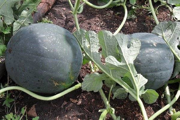 Чем хорош сорт арбуза «икар» и почему его стоит выращивать