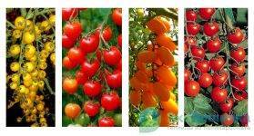 Описание пяти низкорослых сортов помидоров черри для открытого грунта