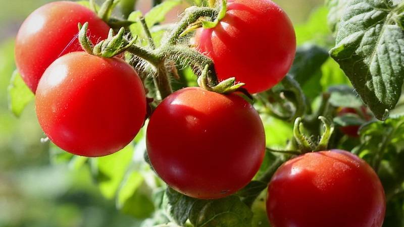 Характеристика и описание сорта томата Пиноккио, выращивание и урожайность