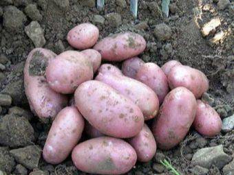 Характеристика и описание картофеля «рябинушка»