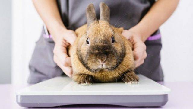 Лечение поноса у кроликов в домашних условиях