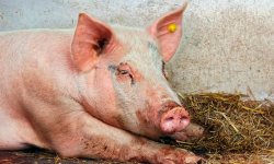 У свиньи отказали задние ноги: что это значит?