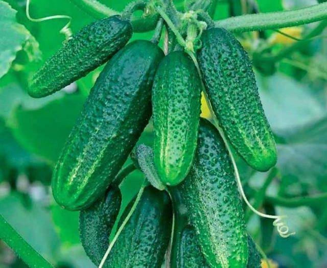 Огурцы атос: описание и характеристика сорта, урожайность с фото