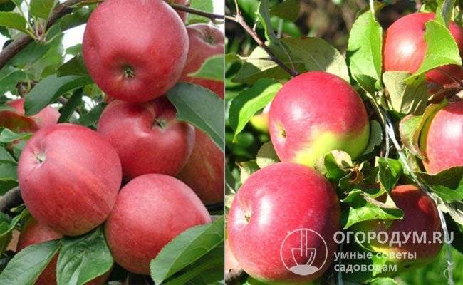 Описание и характеристики яблонь кандиль орловский