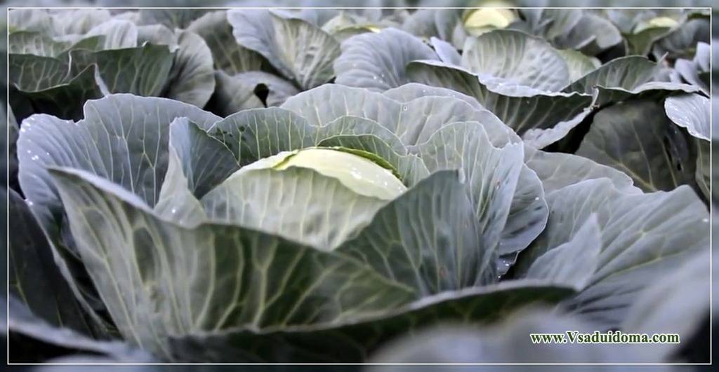 Удобрение для белокочанной капусты, чем подкормить?