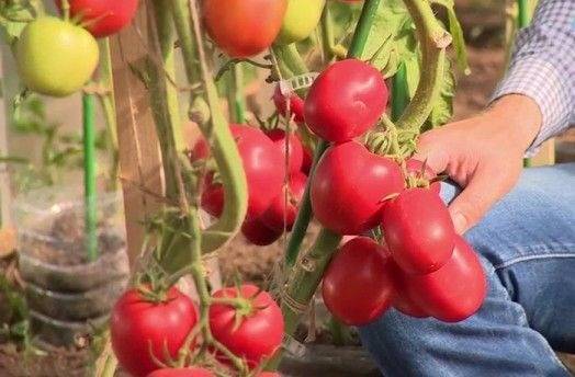 Томат великосветский: характеристика и описание сорта, отзывы, урожайность, фото – все о помидорках